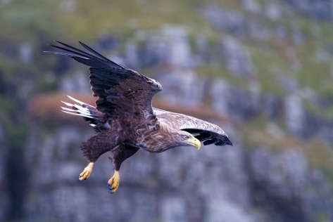 White tailed Eagle on Mull