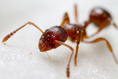 Extreme Macro Ant