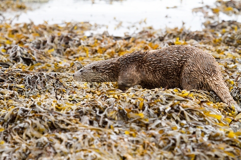 Beautifully camouflaged otter on Mull, Scotland