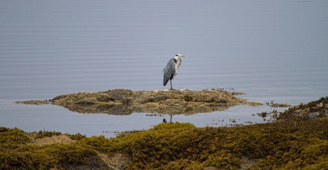 Grey Heron by a Scottish Loch